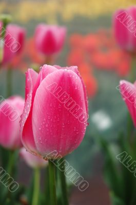 Tulips in Spring