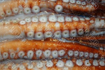 Close up of Octopus