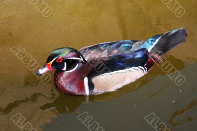 Mandarin Duck