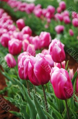 Tulips in Spring