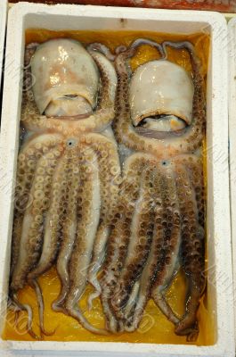 Octopus Twins