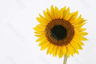 Isolated Sunflower with copyspace