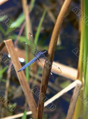 Blue Dragonfly Macro