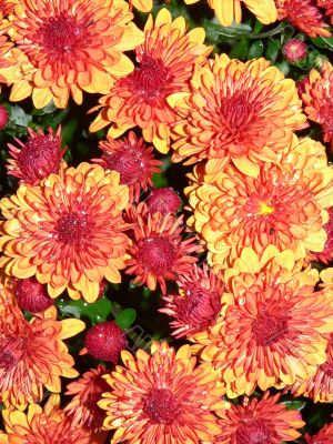 Orange Mum Background Orange Mum Background