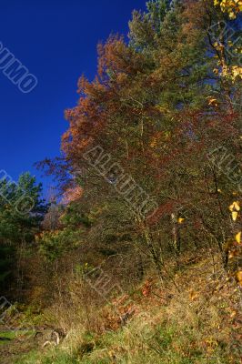 colors of fall #2