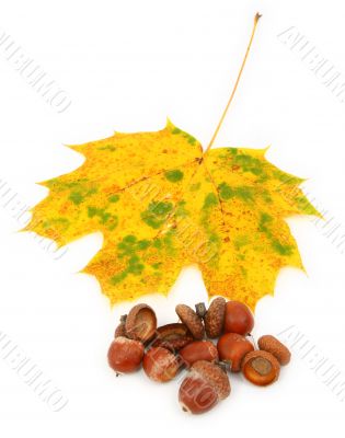 group of acorns and maple leaf