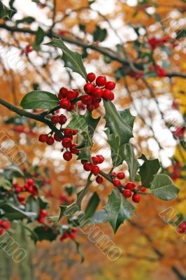 Autumn holly