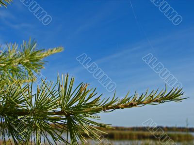 A pine branch against a blue sky