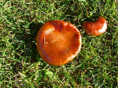 A shiny mushroom in the grass