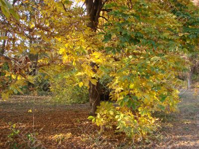 Autumn tree. A chestnut