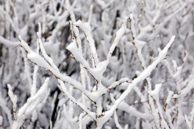 dogrose under a snow