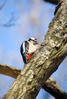 woodpecker on a tree