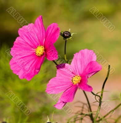 Pink flowers