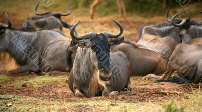 African Wildebeest