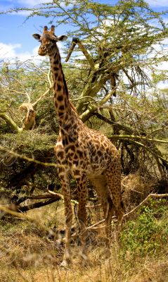 African Giraffe