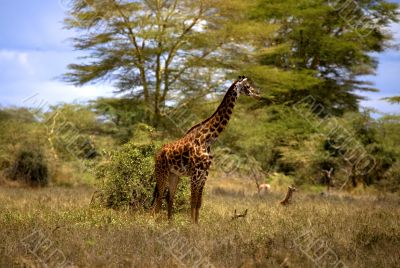 African Giraffe In Kenya