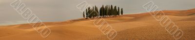 Panorama with cypress trees