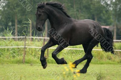 Galloping horse