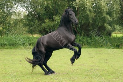 Rearing black horse