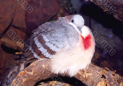 Pigeon with a red pattern on a breast