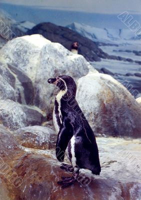 Penguin on a rock