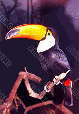 Bird with the big yellow beak sitting on a branch