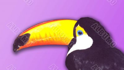 Bird with the big yellow beak Bird with the big yellow beak