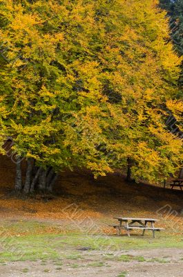 Autumn Autumn