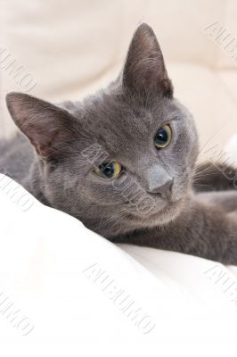 cute gray cat