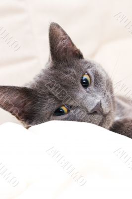 cute gray cat