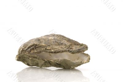 Empty oyster Empty oyster
