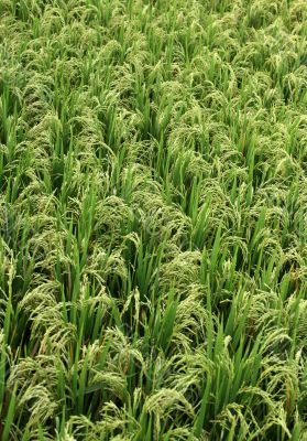 Rice field