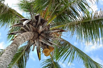 coconut palm tree