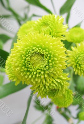chrysanthemum