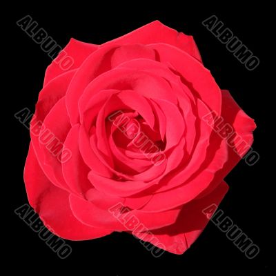 Big Red Rose