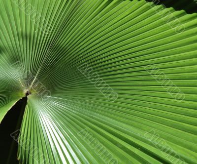 Big Palm Leaf