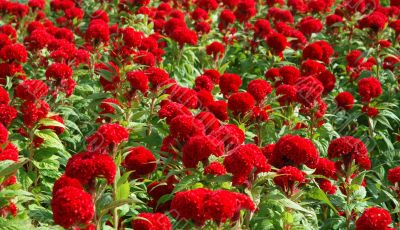 Red Flowers