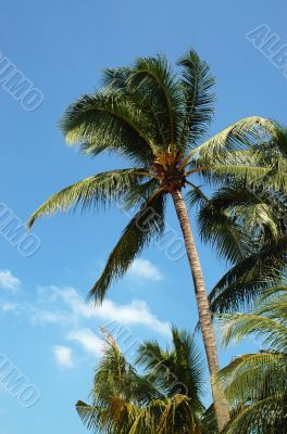 Coconut Tree