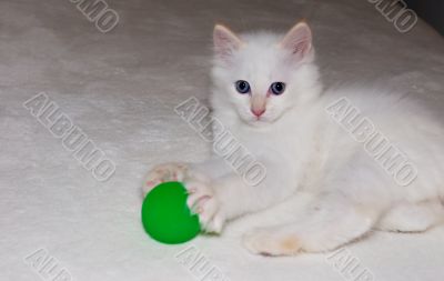 White kitten with green ball