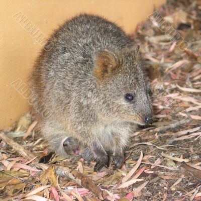 Quokka with Baby