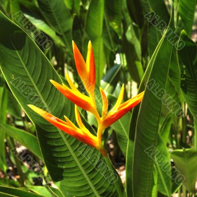 Heliconia