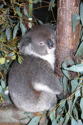 Koala