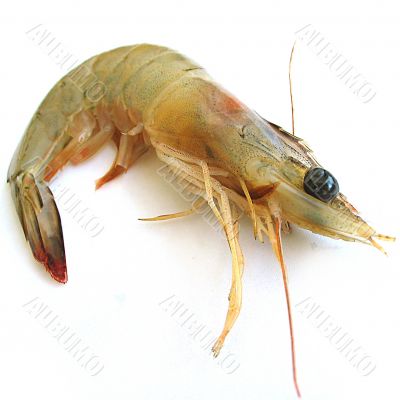 Prawn