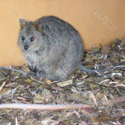 Quokka with Baby