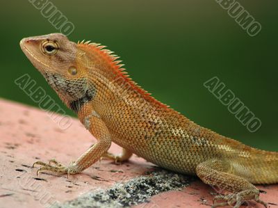 Common Tree Lizard