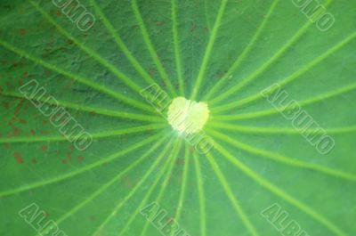 Lotus Leaf