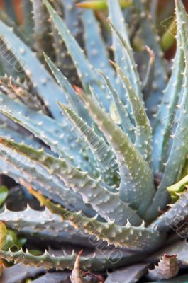 Spiny Aloe Plant
