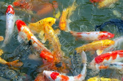 Colorful Koi Fishes in pond