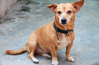 Pet Dog Candid Pet Dog Candid