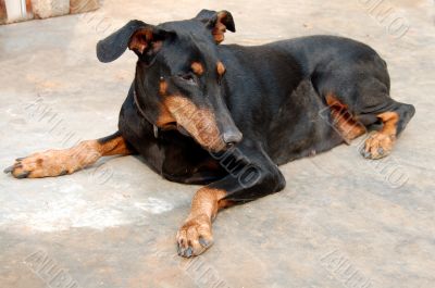 Doberman Pinscher Pet Dog